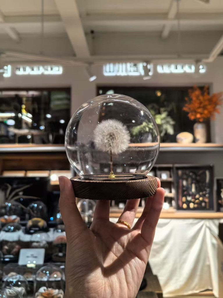 植物果实线示意：球形玻罩内完整蒲公英绒球与木质底座