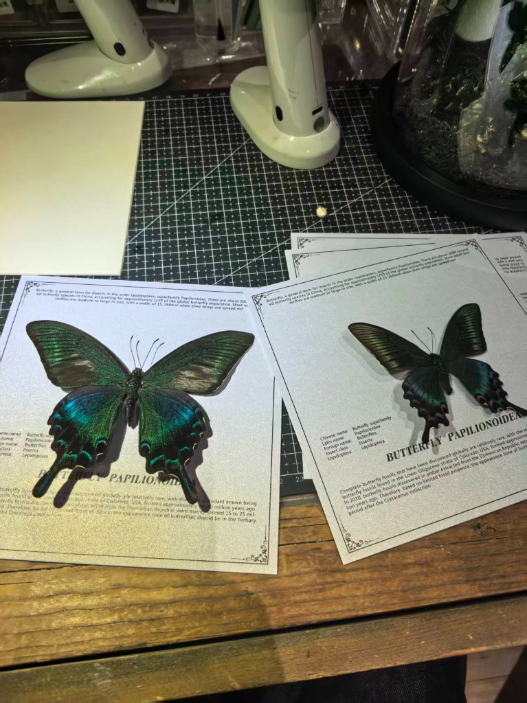 蝴蝶线示意：凤蝶标本与 Papilionoidea 说明卡置于木作台面