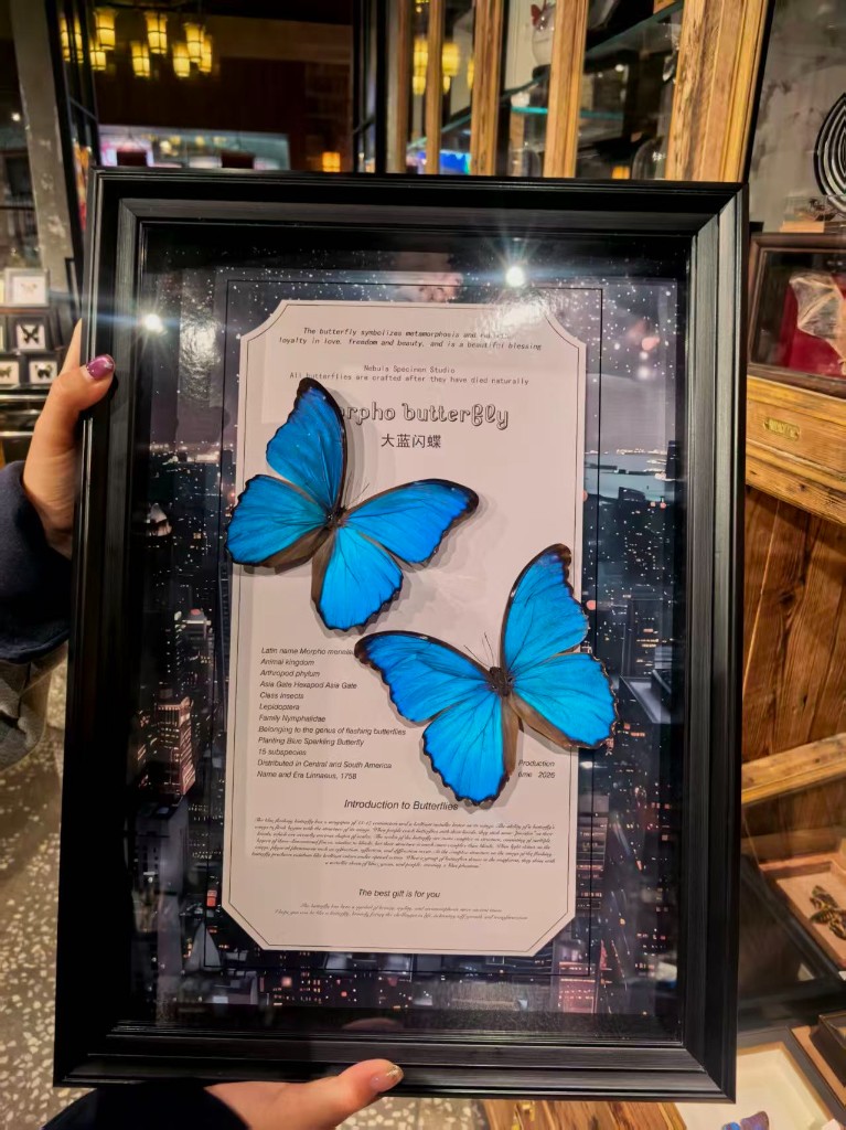 蝴蝶线示意：双 Morpho 装框与城市夜景背衬的教化说明卡