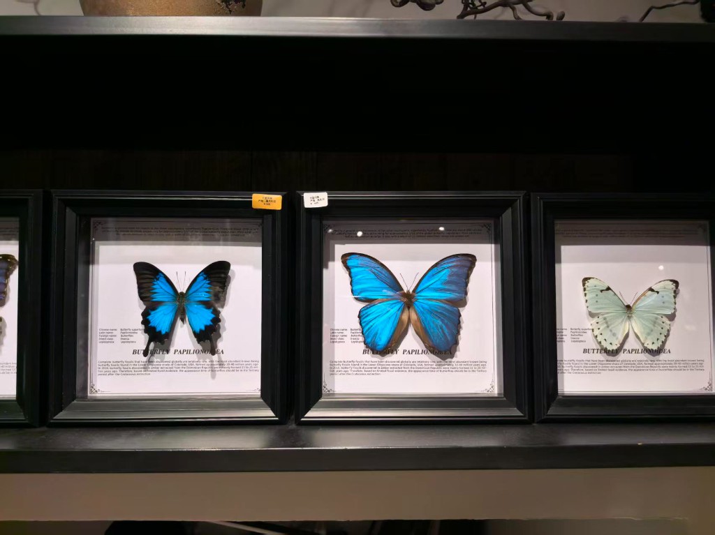 蝴蝶线示意：四联黑框 Papilionoidea 说明卡装裱系列