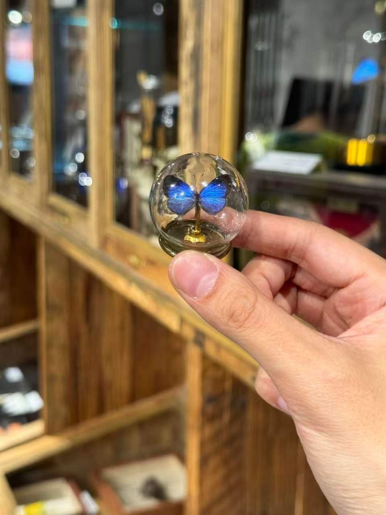 蝴蝶线示意：掌心迷你球形罩内蓝闪蝶