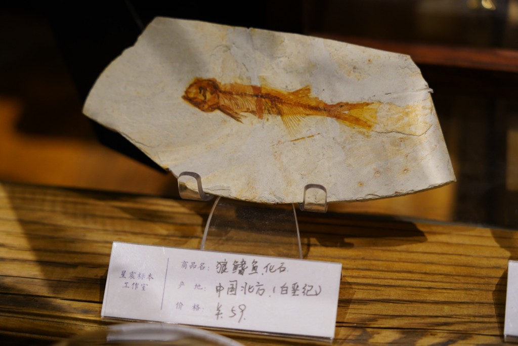 群山回响线示意：中国北方白垩纪狼鳍鱼化石板，浅灰围岩与骨骼印痕清晰，陈列于木质台面
