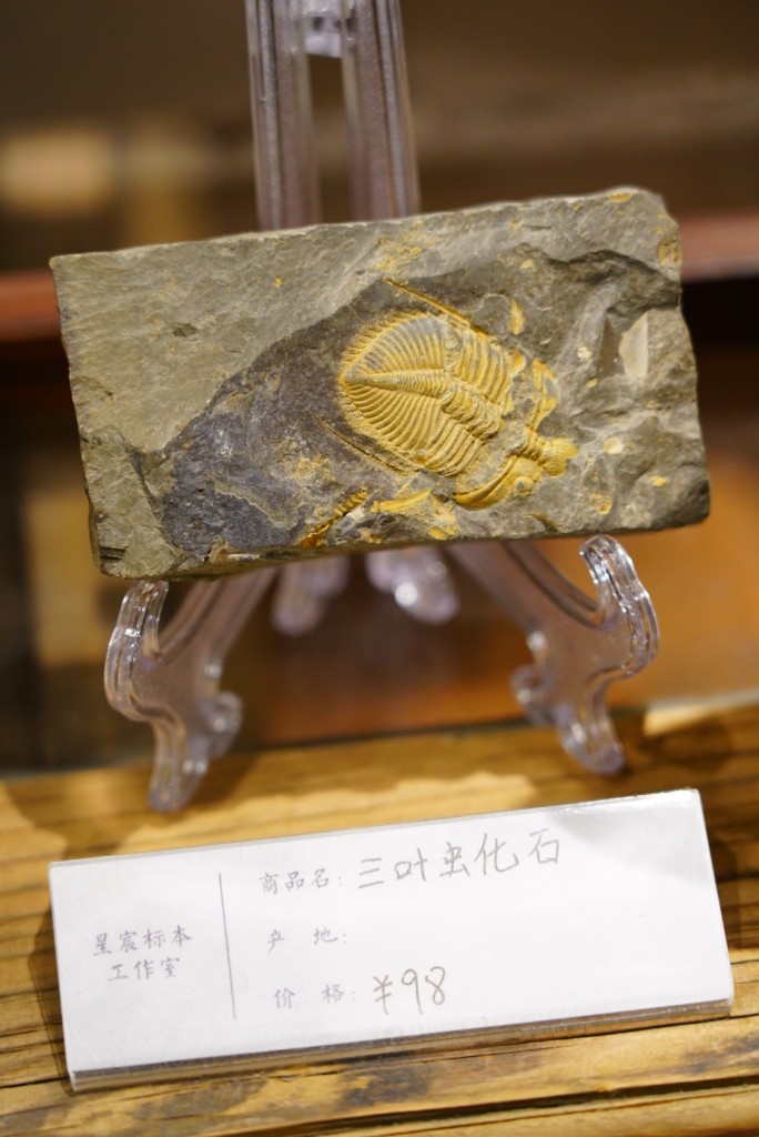 群山回响线示意：深灰围岩上的三叶虫化石，外骨骼分节与头甲可见，亚克力标本架展示