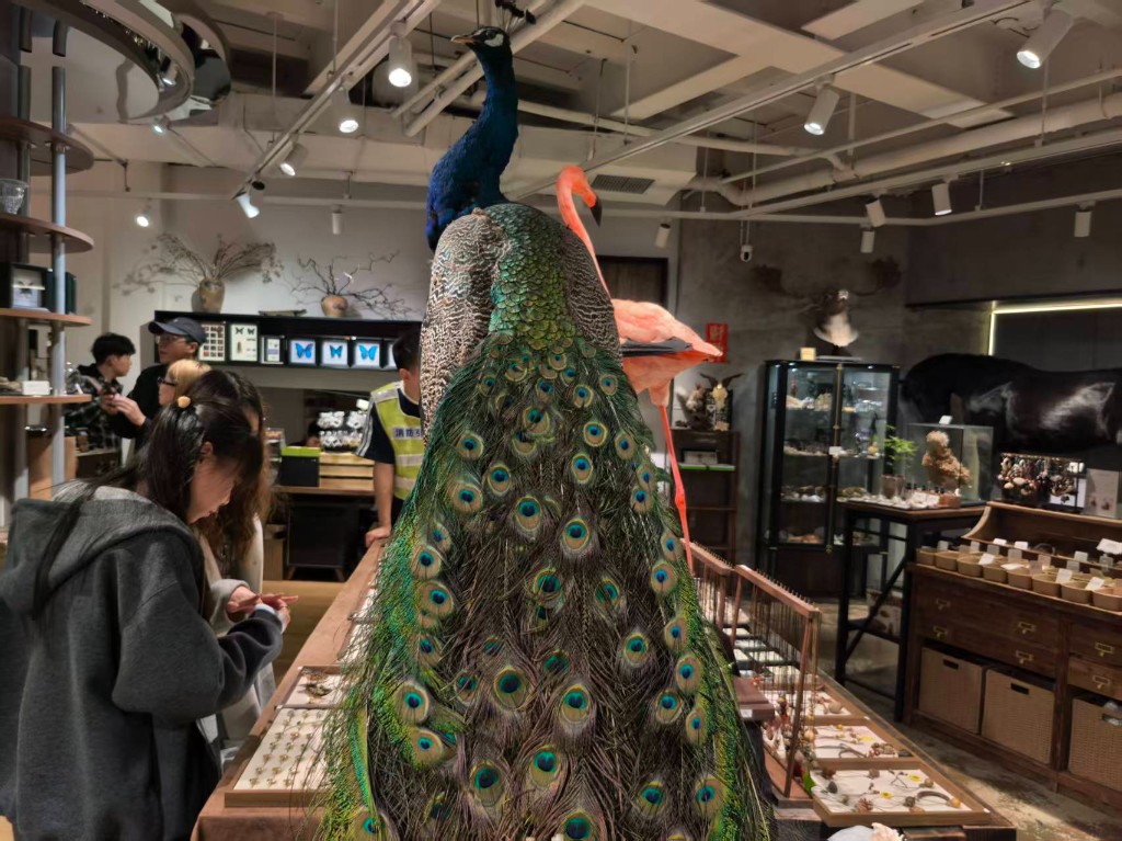 店面中景：孔雀主景与蝴蝶装框墙