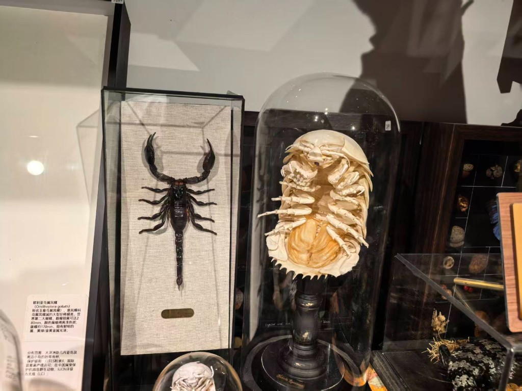 黑蝎装框与玻璃罩等足虫标本并列