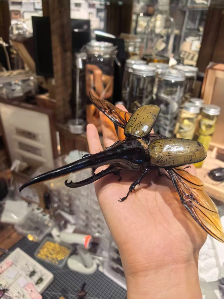 长戟大兜展翅标本托于掌心